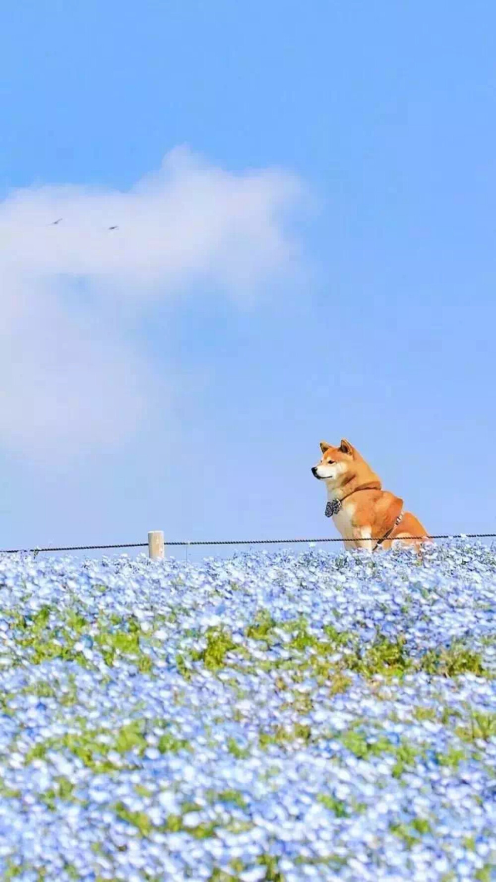 苹果壁纸小柴犬