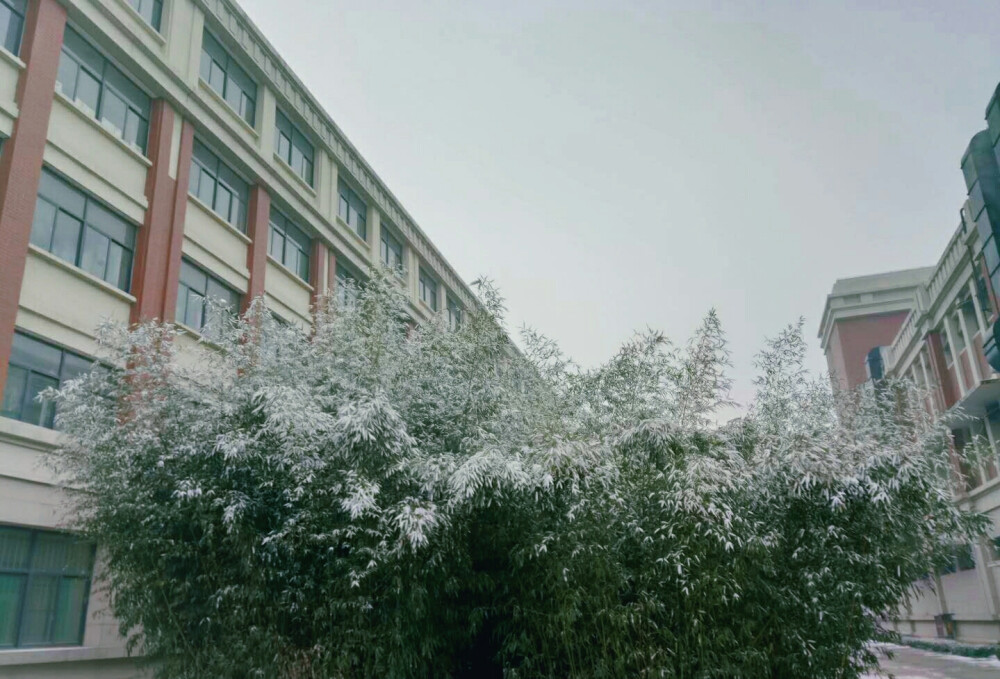 雪·校园