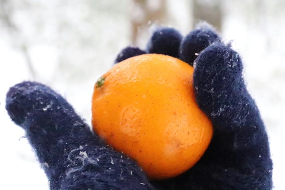 之前美美的大雪