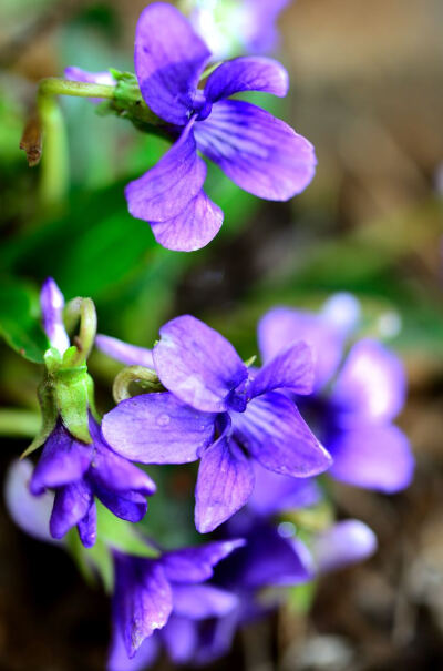 紫花地丁