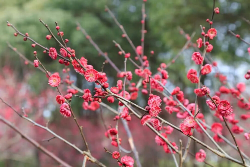 梅花