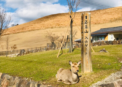 奈良 若草山