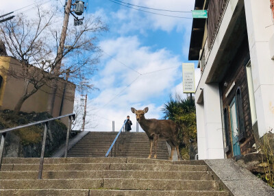 奈良 若草山