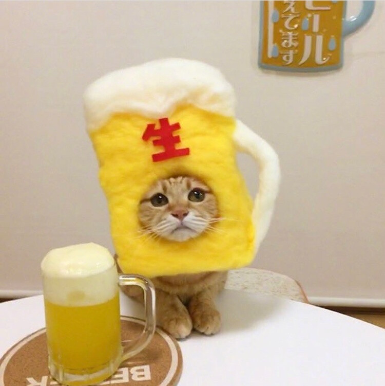 猫 头像