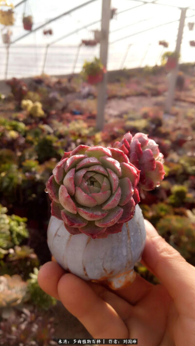 朱砂痣，景天科拟石莲花属多肉植物，月影系。形态酷似仙桃，经常被混为销售。叶插繁殖居多。秋冬季状态极佳，适当低温且不零下，状态出众。不易长期干旱，否则叶片颜色沉重缺乏光泽
