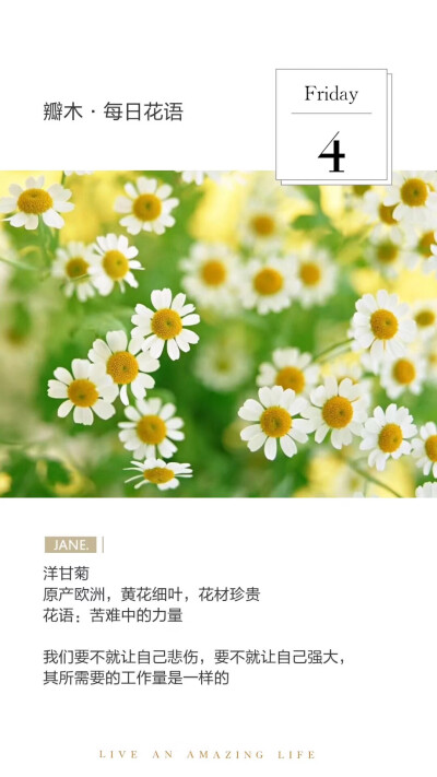 #瓣木·好每日花语#
洋甘菊
原产欧洲，黄花细叶，花材珍贵
花语：苦难中的力量
我们要不就让自己悲伤，要不就让自己强大，其所需要的工作量是一样的