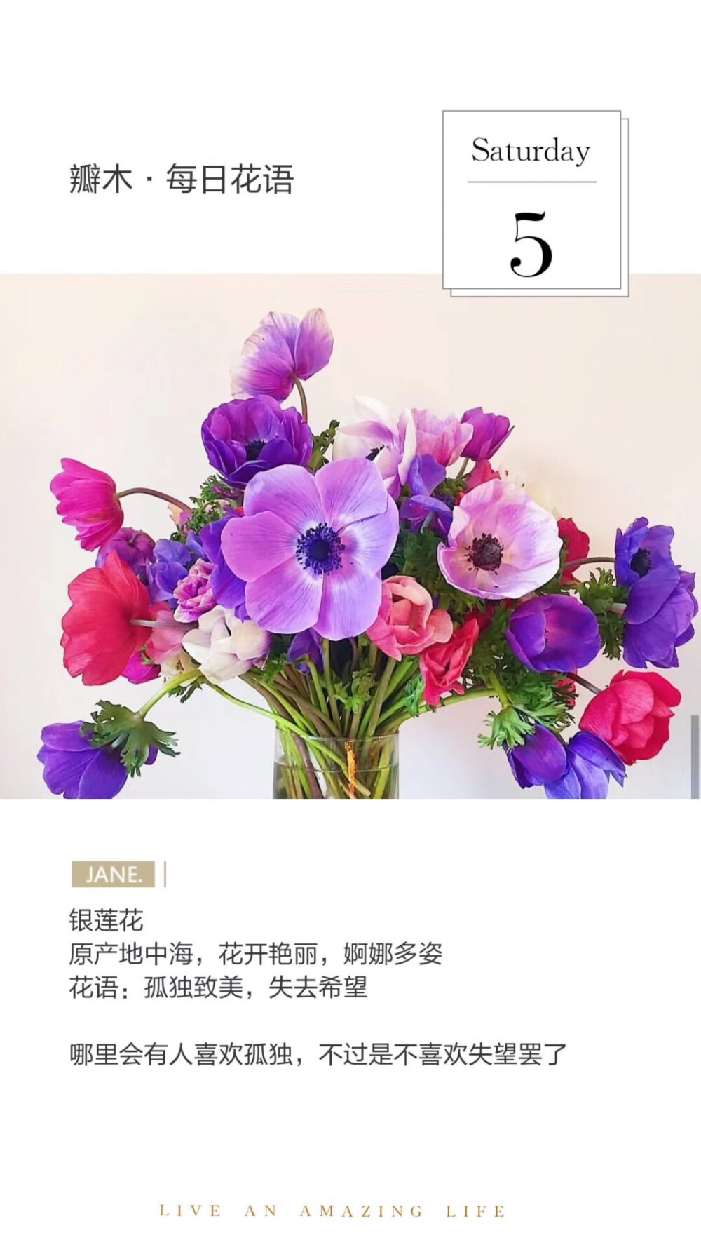 #瓣木·每日花语#
银莲花
原产地中海，花开艳丽，婀娜多姿
花语：孤独致美
哪里会有人喜欢孤独，不过是不喜欢失望罢了