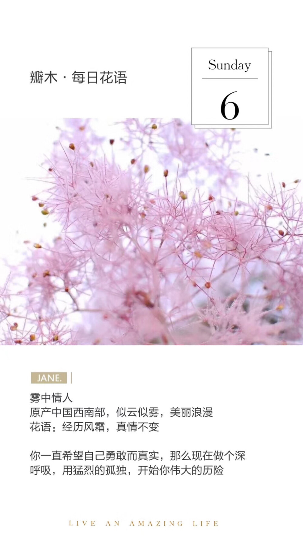 #瓣木·每日花语#
雾中情人
原产中国西南部，似云似雾，美丽浪漫
花语：经历风霜，真情不变
你一直希望自己勇敢而真实，那么现在做个深呼吸，用猛烈的孤独，开始你伟大的历险