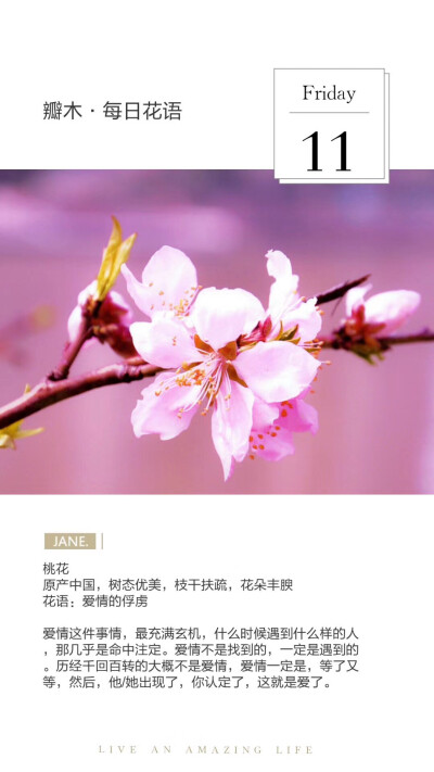 #瓣木·每日花语#
桃花
原产中国，树态优美，枝干扶疏，花朵丰腴
花语：爱情的俘虏
爱情这件事情，最充满玄机，什么时候遇到什么样的人，那几乎是命中注定。爱情不是找到的，一定是遇到的。历经千回百转的大概不是爱…