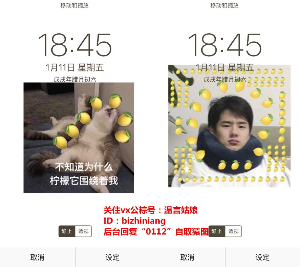 不知道为森么，柠檬总围绕着我今日份“柠檬精”主题壁纸，点开图五抱走猿图