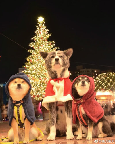 虎斑秋田和两柴犬，惹不起惹不起，乖巧.jpg Instagram：natsuki_and_keita