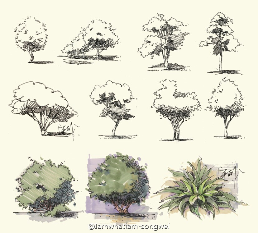 【植物手繪的正確打開方式】線稿:lamy鋼筆,f尖;顏色:touch馬克筆