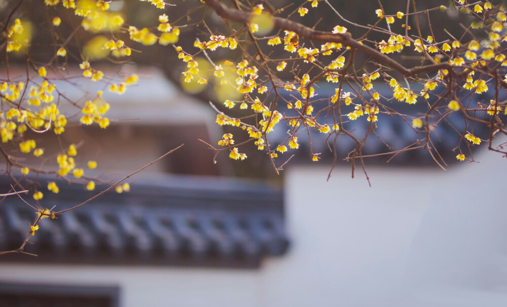 晴昼揽梅声，听得花悄悄，相思梦故园，客行泊天涯。夕风曾照衣，落梅尽覆籍，平生悠闲里，未作生旅计。逢此清阳天，细细点灵犀，花看人相识，人看花不知。