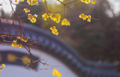 晴昼揽梅声，听得花悄悄，相思梦故园，客行泊天涯。夕风曾照衣，落梅尽覆籍，平生悠闲里，未作生旅计。逢此清阳天，细细点灵犀，花看人相识，人看花不知。