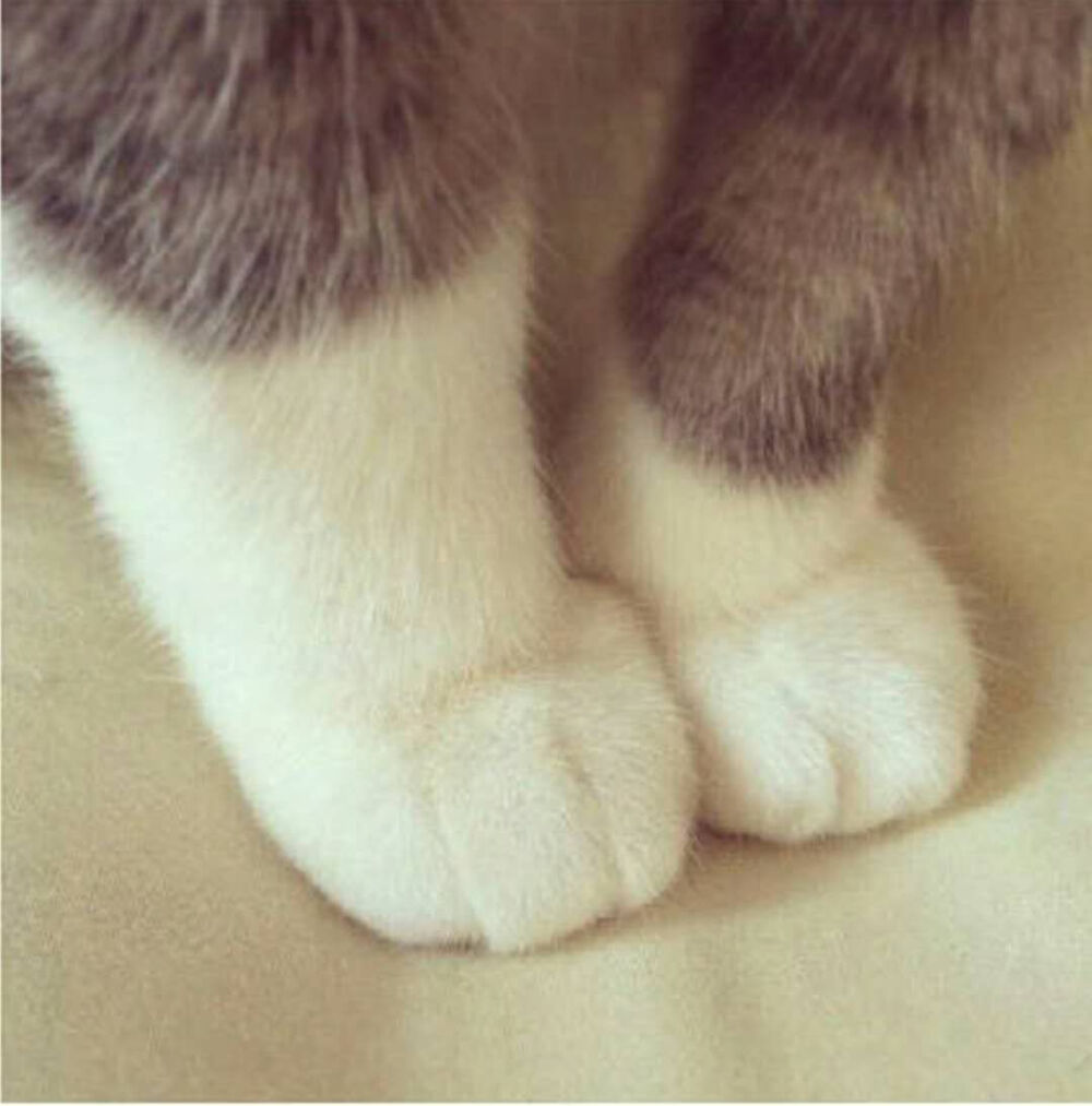 “老实巴脚”，猫爪。