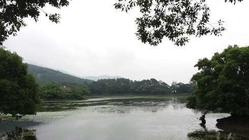 密阳市 月渊亭 阳良池流苏树