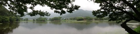 阳良池流苏树