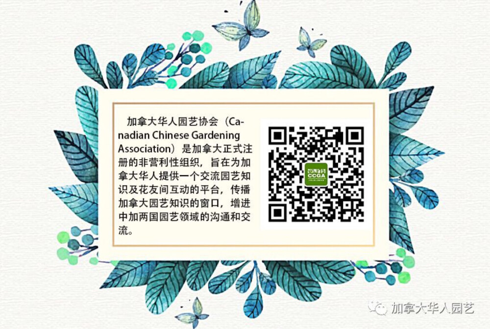 《加国园艺生活》是加拿大华人园艺协会（简称CCGA）旗下的微信公众号，旨在为喜欢花草园艺的加国华人提供园艺知识及资讯，提升华人朋友的园艺水平，增强花友间的交流和沟通，是每年“多伦多花草节暨种苗交换活动”的官方信息发布平台，也是国内花友了解加拿大园艺生活的窗口。