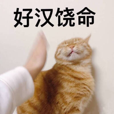 猫表情包