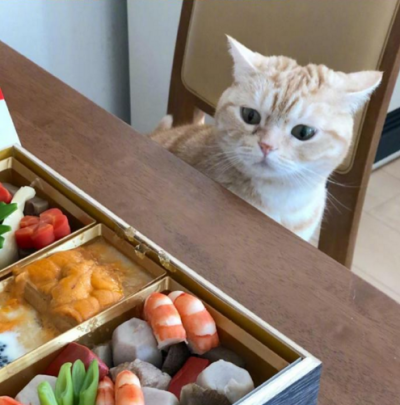 动物头像 猫咪