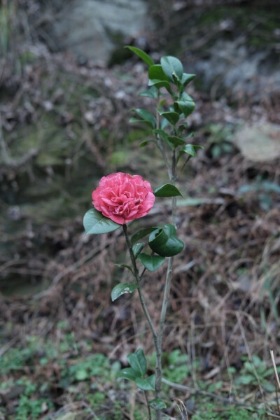 生活从一杯茶到一杯酒再来一枝花。