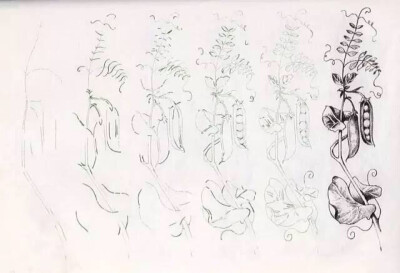 植物的画法