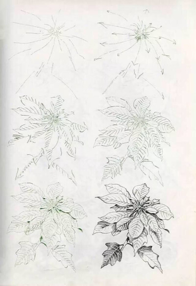 植物的画法