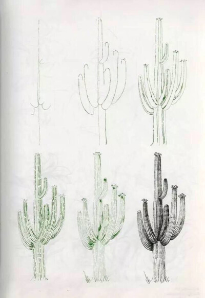 植物的画法
