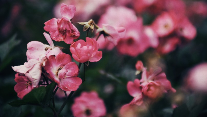 闲来赏花
photo·川島云鶴