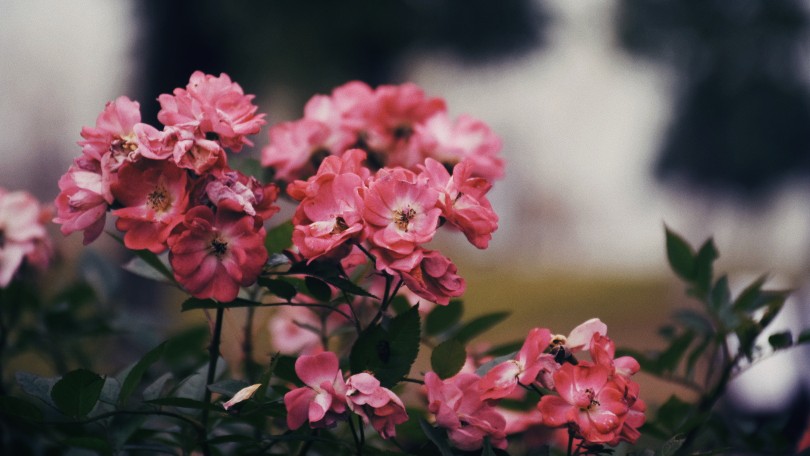 闲来赏花
photo·川島云鶴