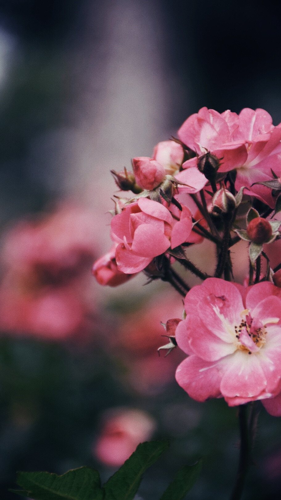 闲来赏花
photo·川島云鶴