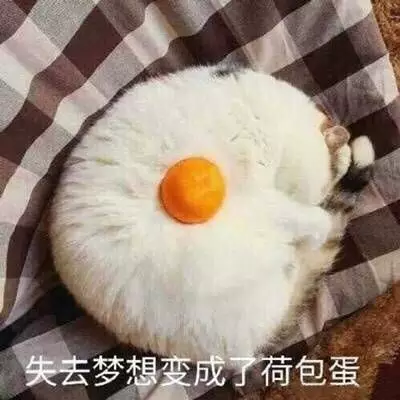 猫狗头像