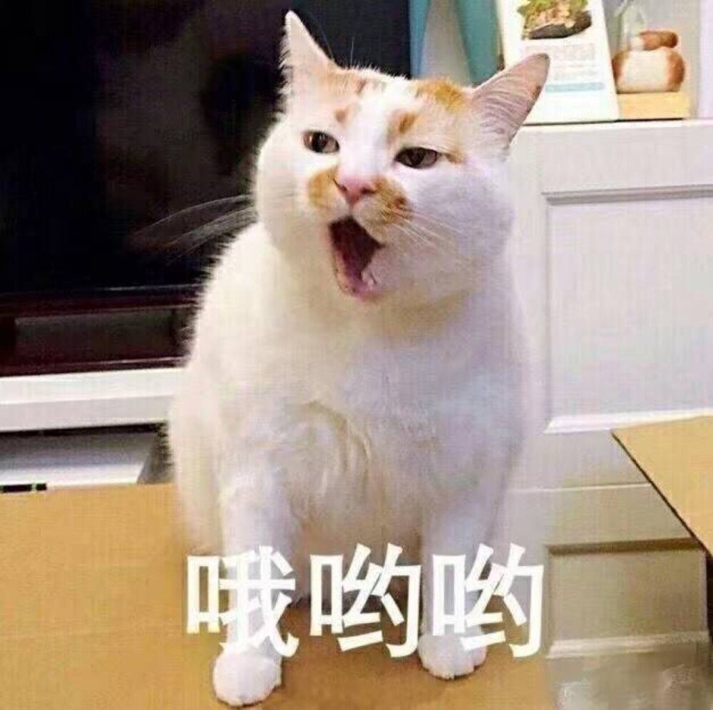 猫咪表情