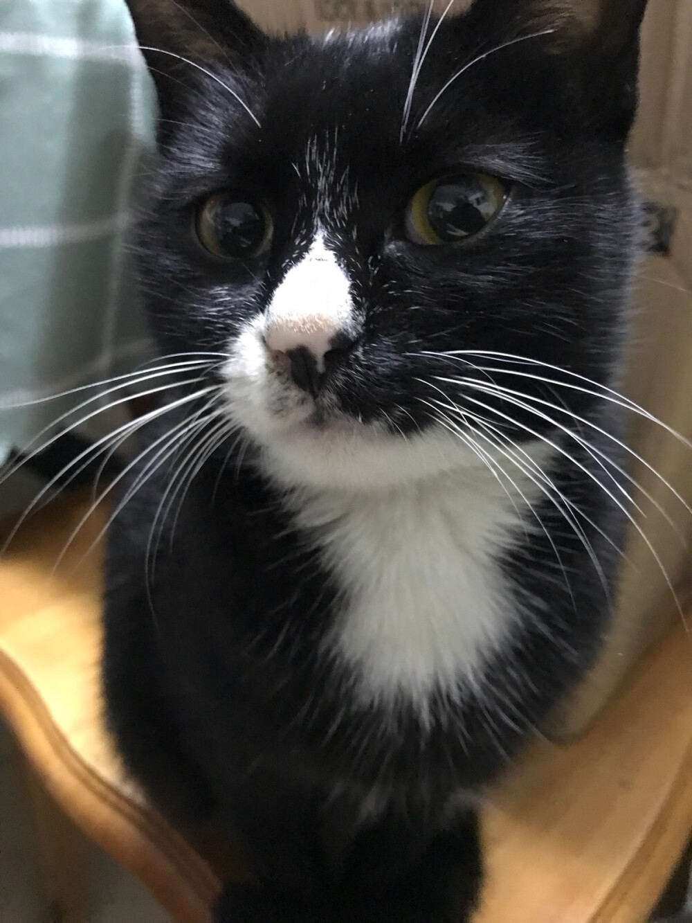 20190114…好像养只猫和养只狗……已经和邻居家的猫建立了深厚的友谊