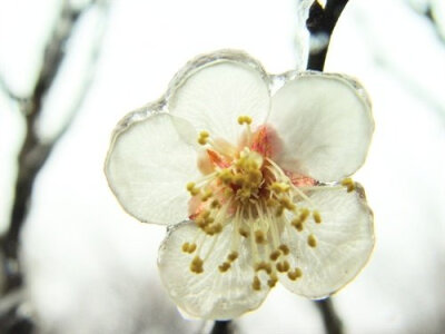 落尽琼花天不惜，封他梅蕊玉无香。