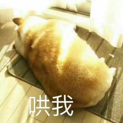 猫咪