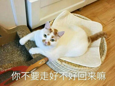 猫咪