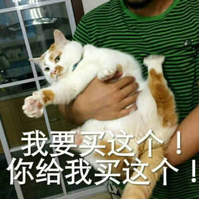 猫咪