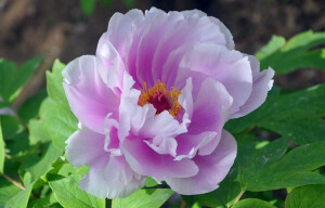 ✿「植物·名称」