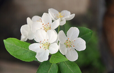 长寿果花