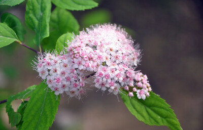 粉花绣线菊