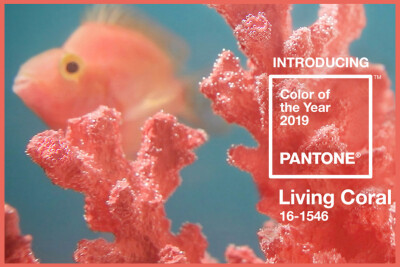 Pantone 2019 color of the year living coral