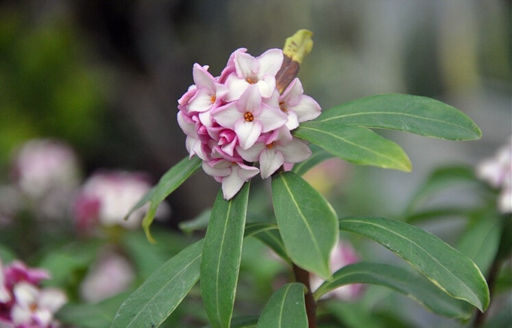  瑞香花