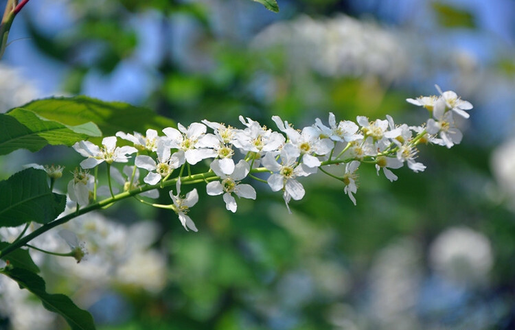 细齿稠李 - 堆糖,美图壁纸兴趣社区