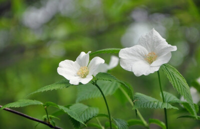  白花棣棠