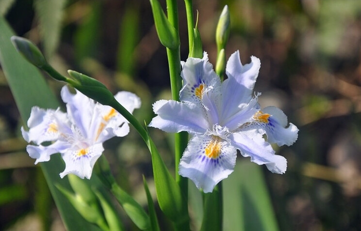 
白花鸢尾