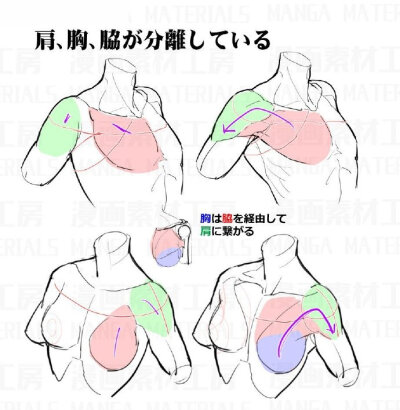 日推上，推主漫画素材工房连续发布了几条关于 肩部画法、修正肩部违和感的方法 的图示，需要的小伙伴们抓紧马起来吧~！ ​​​​