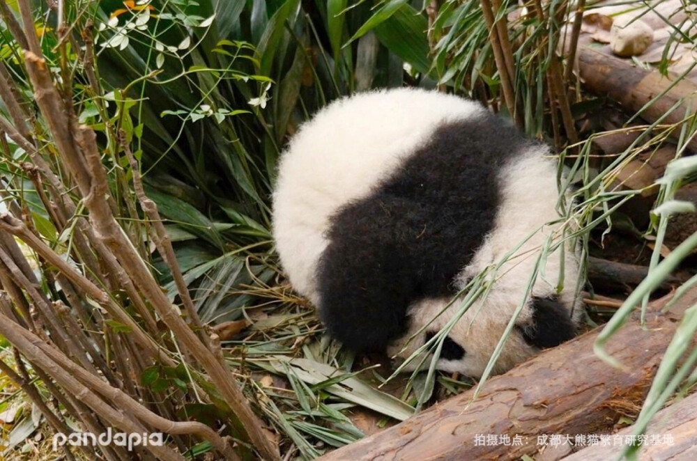 发现一颗名为润九的毛蛋 转自pandapia