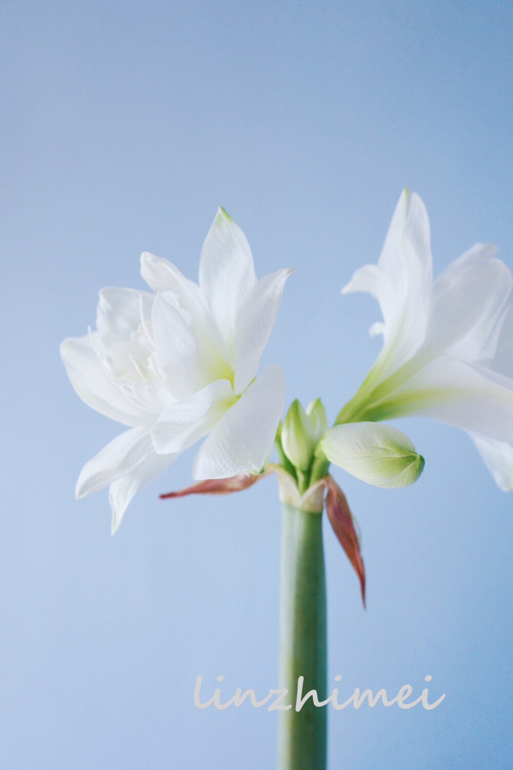 朱顶红
Hippeastrum rutilum (Ker-Gawl.) Herb. (Amaryllidaceae)
石蒜科朱顶红属，多年生球根植物，常见的是单层花瓣，开红色花的那种。但也有粉色白色香槟色等其他少见的颜色，图中是重瓣品种，花茎中空，所以用于切花和手绑花束时最好对花茎做一些保护处理。鲜切的朱顶红一般从荷兰进口，花枝长而粗壮，花期一周以上，照片里是我在岭南花市碰巧买到的品质不错的国产货，花枝非常短，只有30～40厘米左右，但是花头质量很不错，花苞多，花朵大，价格只是进口的十分之一，暂时还没有作为常规的国产切花来生产。朱顶红的花瓣含水量很高，对着光能看到花瓣上像闪粉一样晶莹剔透的小颗粒，总之非常美就对了。之前瓶插红色的朱顶红，时间长了之后花瓣开始变软滴液体下来，像血浆一样浓稠红艳，花茎的切面也会变红，有种妖冶的美感，石蒜科总是出这种风格的美人儿啊～