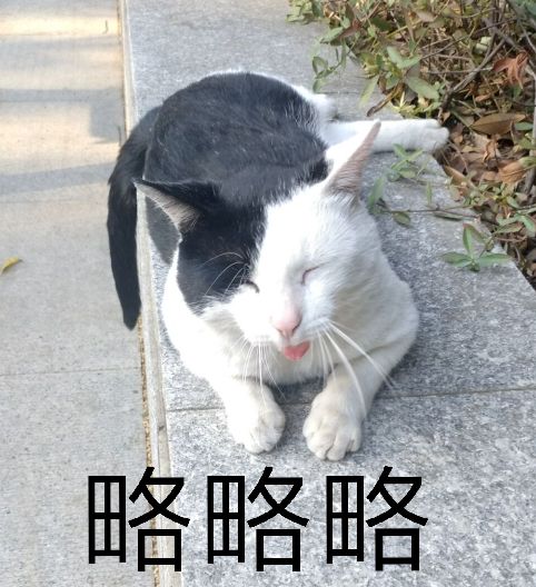 【大哉一诚天下动】南京大学的猫ヾ(❀╹◡╹)ﾉ~更新一波可爱的年糕～